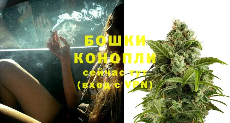 Бошки марихуана THC 21%  Венёв 